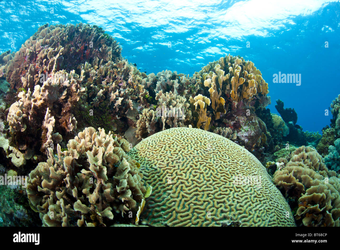 Underwater off the coast of Roatan Honduras with brain and lettuce corals Stock Photo