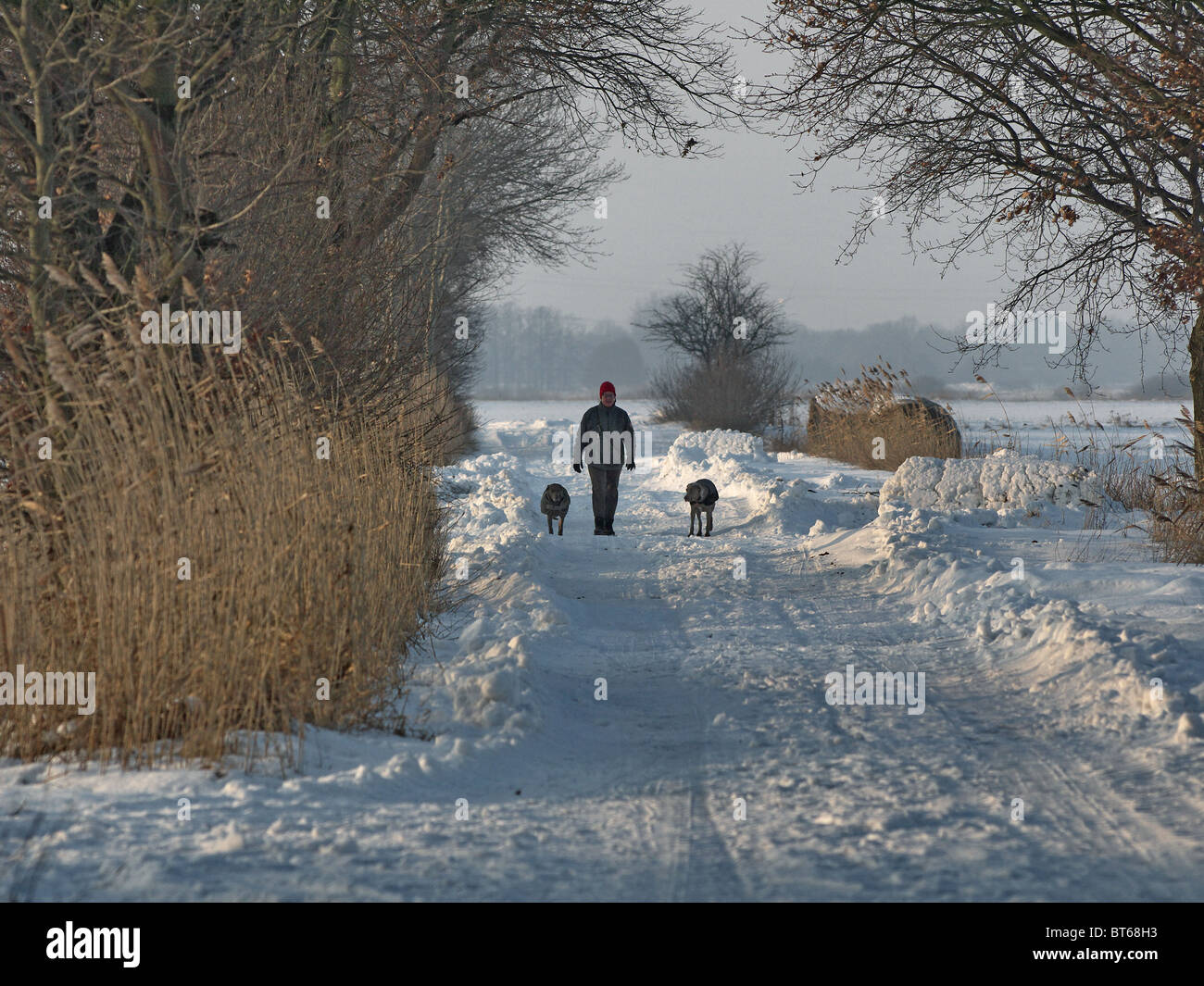 Walking her dogs on a sunny winterly day. Stock Photo