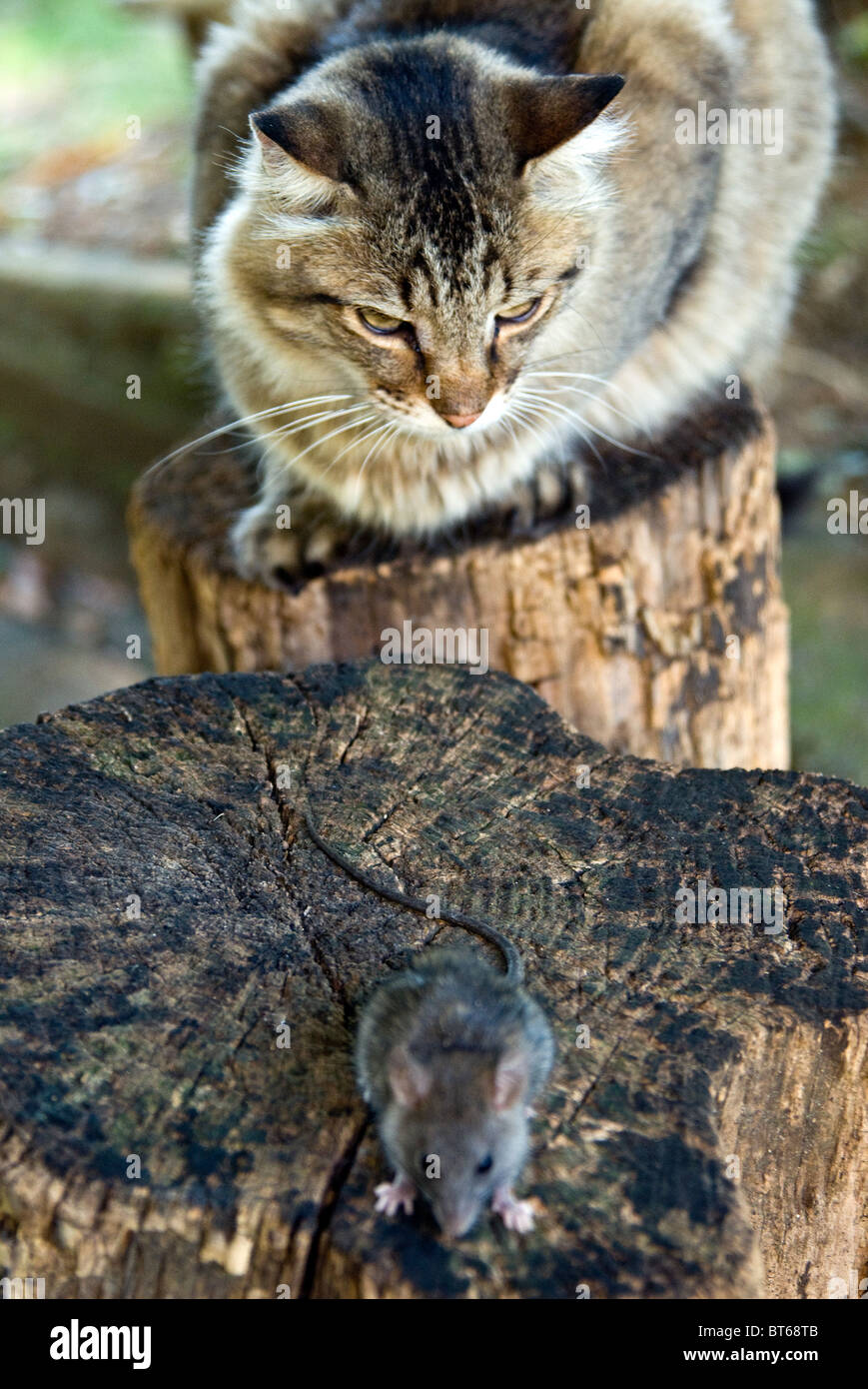 Common Vole (Microtus arvalis) and a cat Stock Photo Alamy