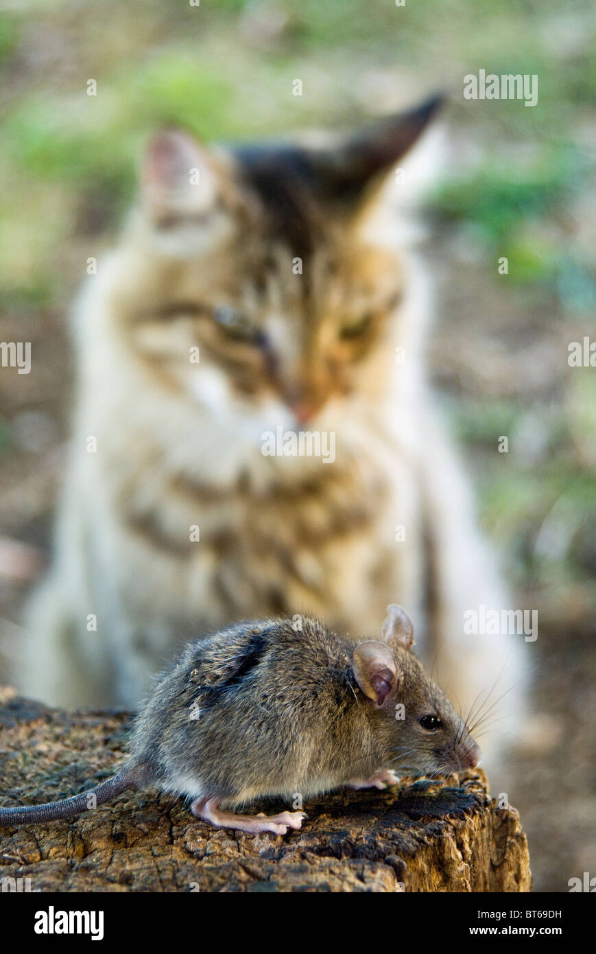 Common Vole (Microtus arvalis) and a cat Stock Photo Alamy