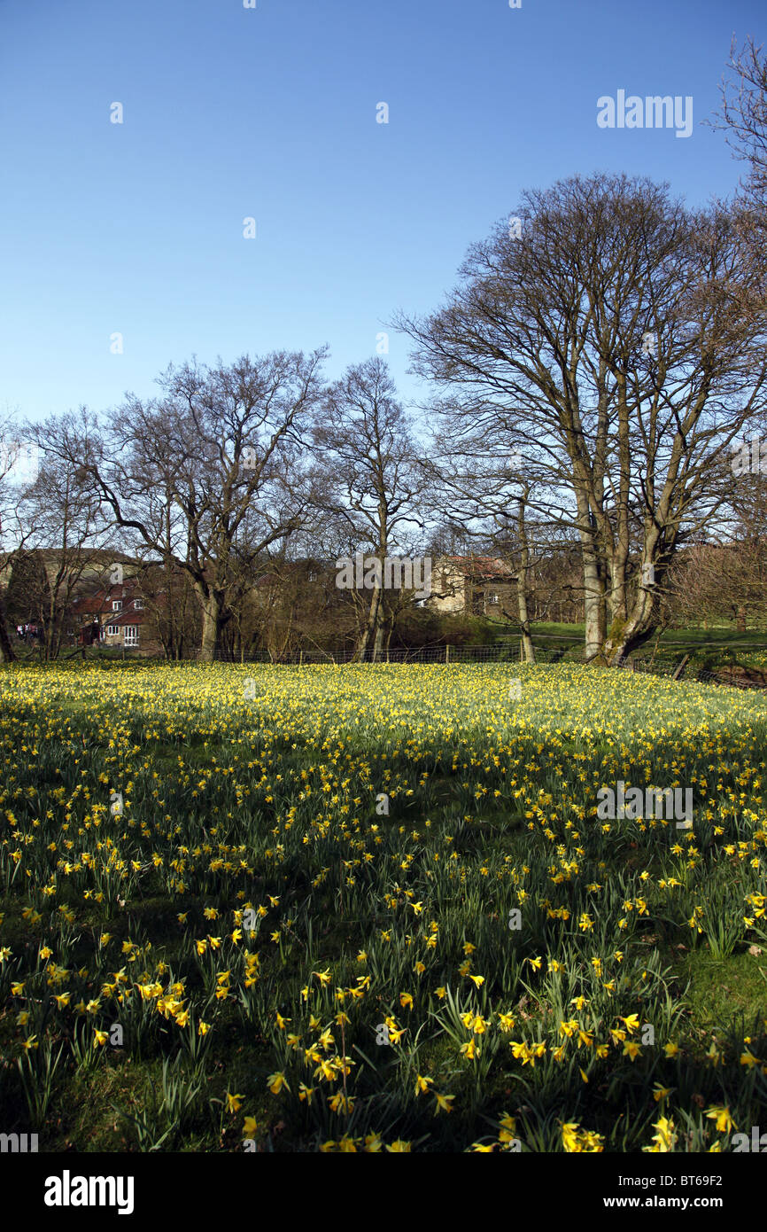 DAFFODILS IN FIELD FARNDALE NORTH YORKSHIRE NORTH YORKSHIRE ENGLAND FARNDALE NORTH YORKSHIRE 21