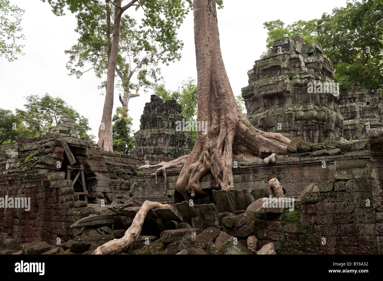 Trees Growing Out of the Ruins of Ta Prohm Temple, Angkor Wat Cambodia Stock Photo