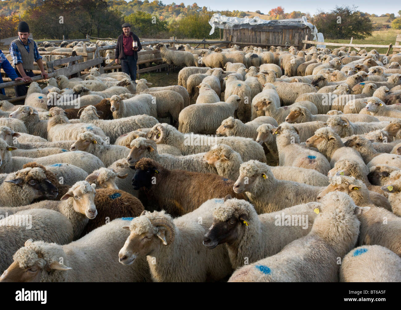 shepherds marking sheep in communal sheep flock at traditional sheep