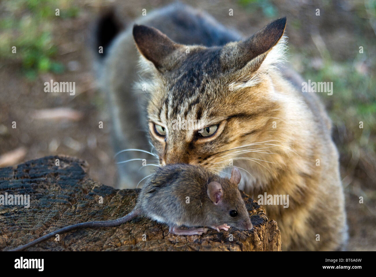 Common Vole (Microtus arvalis) and a cat Stock Photo Alamy