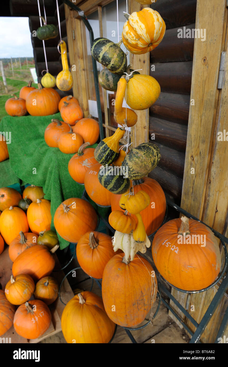 Pumpkins and squash for sale in a farm shop Stock Photo - Alamy