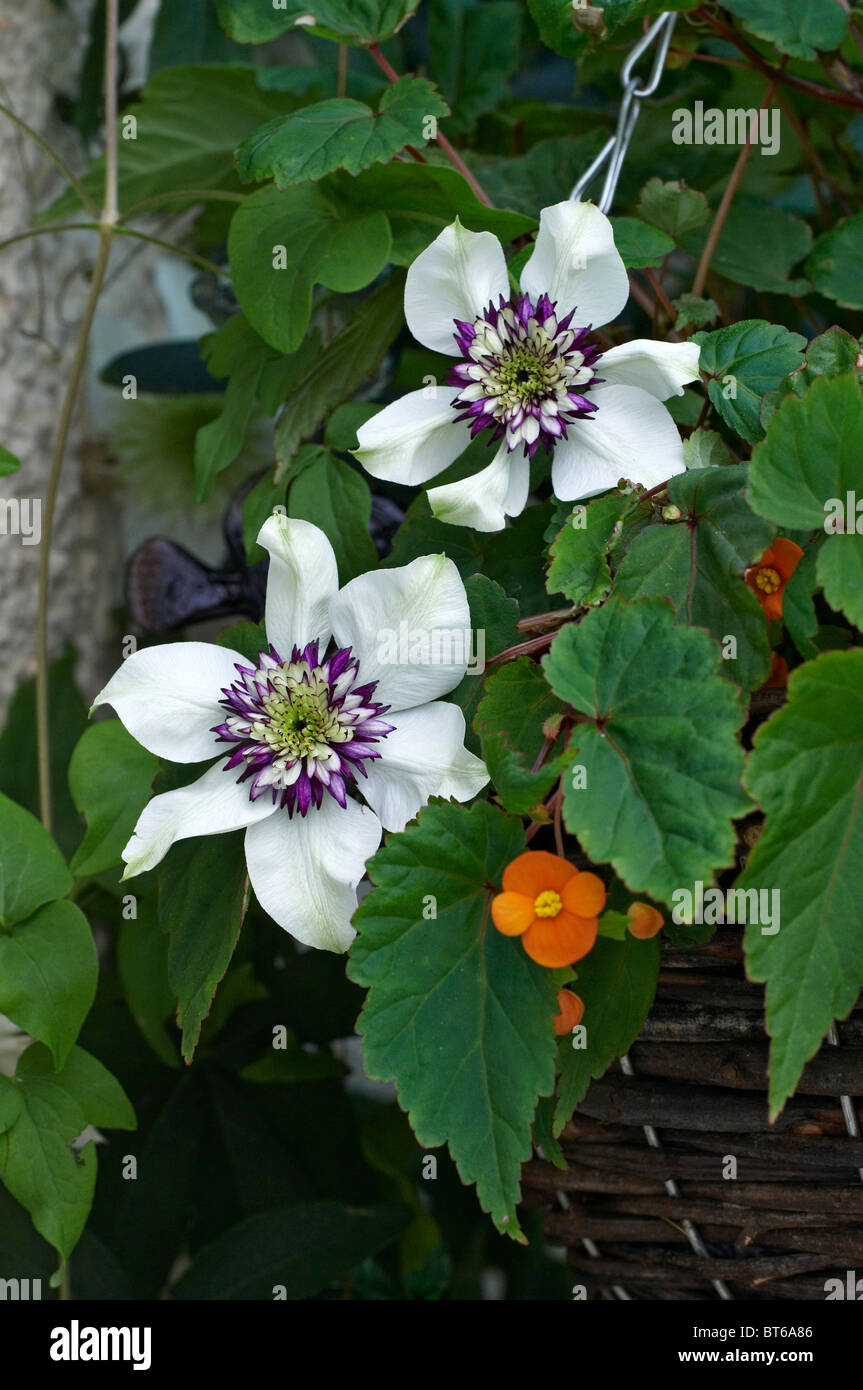 Close up picture of flowering Clematis Stock Photo