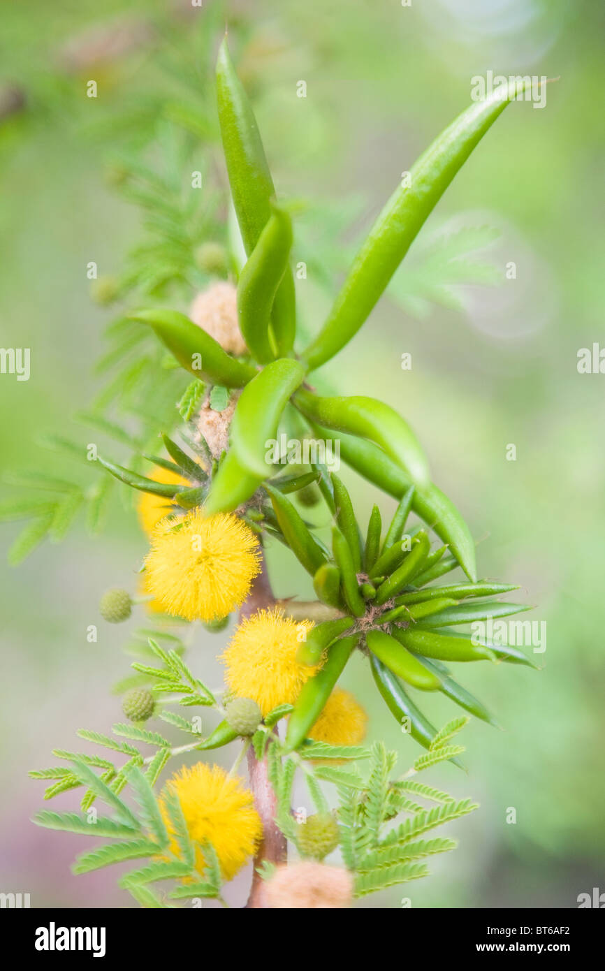 Acacia farnesiana or the sweet acacia with seedpods and flowers Stock Photo
