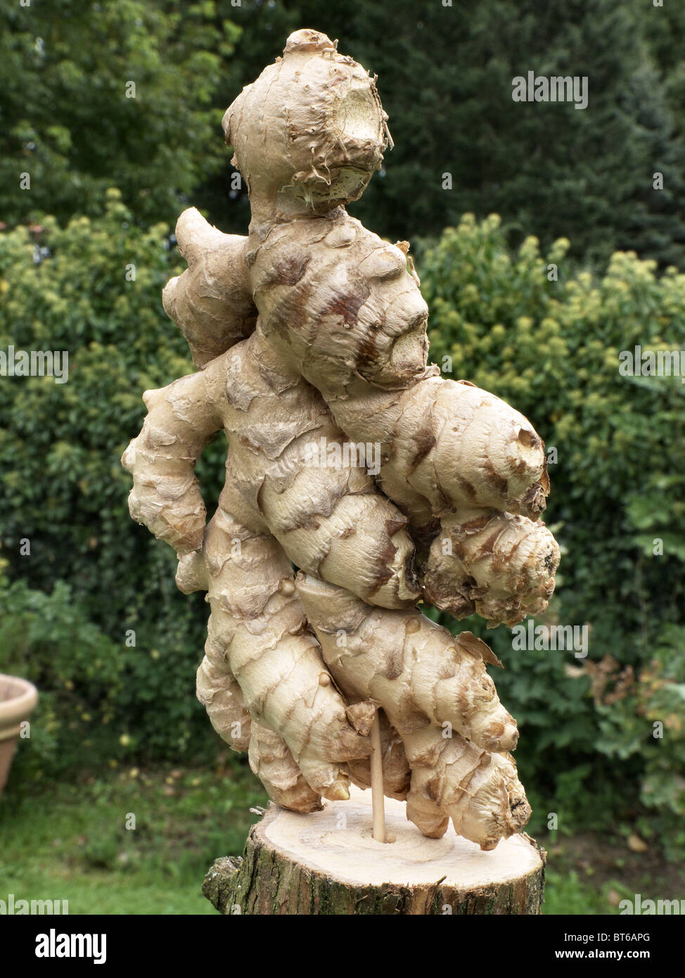 Ginger root looking like a sculpture Stock Photo