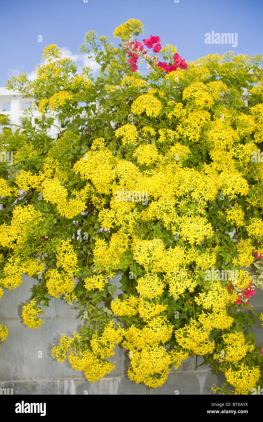 Senecio mikanioides or Delairea odorate in full flower. Known as Cape Ivy or German Ivy Stock Photo