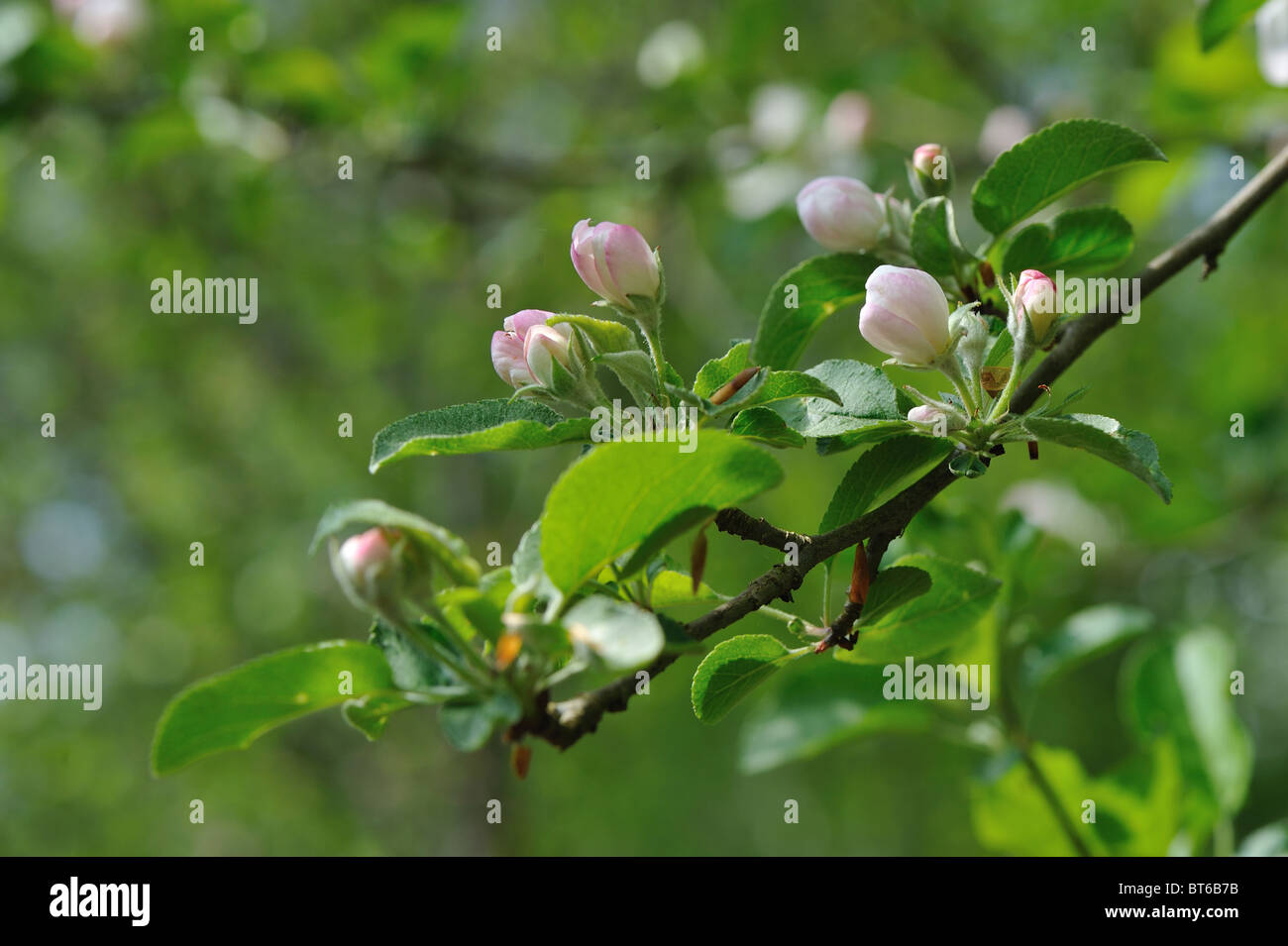Crab apple tree European wild apple tree (Malus sylvestris) in bloom