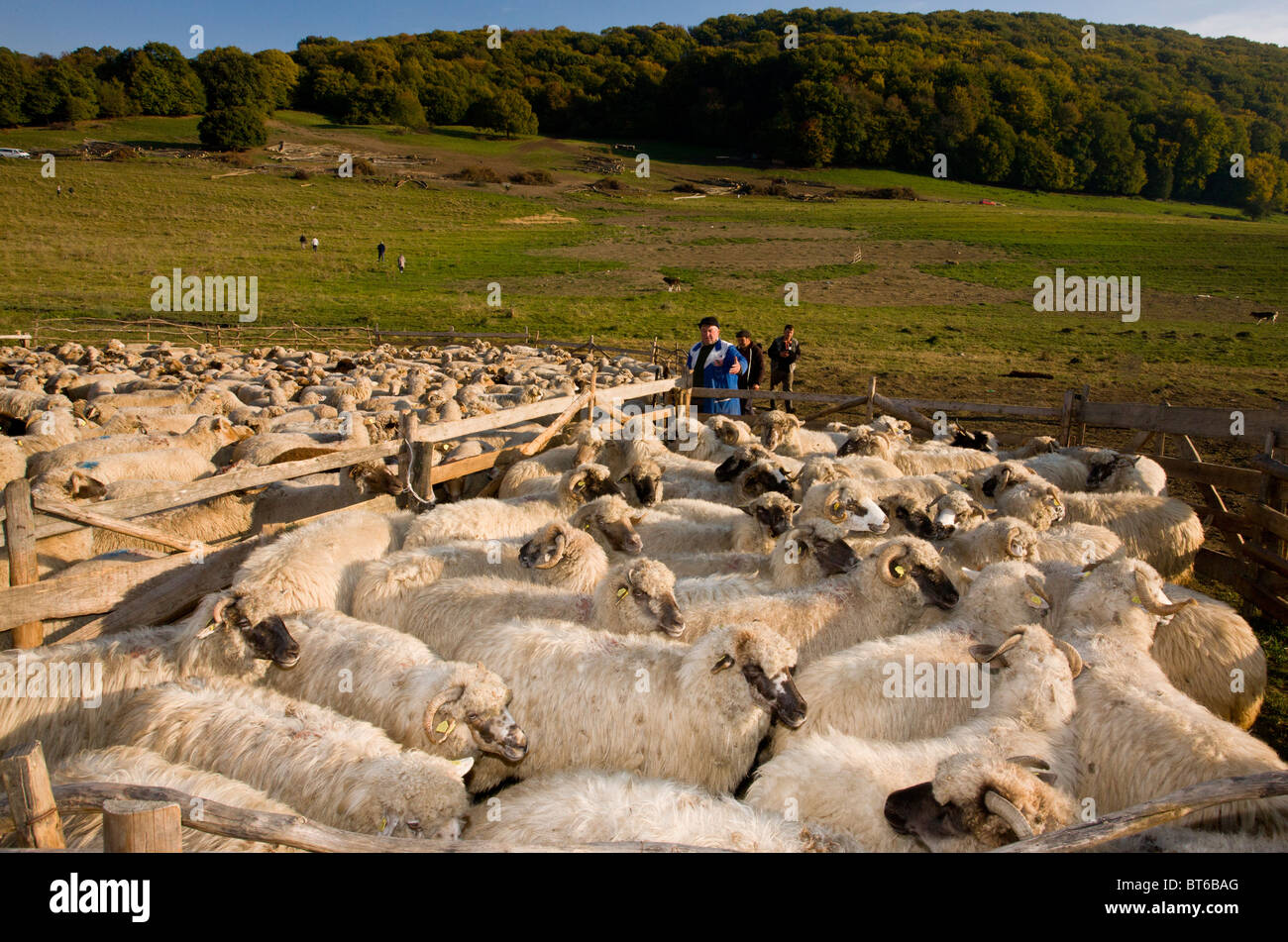 shepherds and communal sheep flock at traditional sheep fold near shepherds and communal sheep flock at traditional sheep fold near