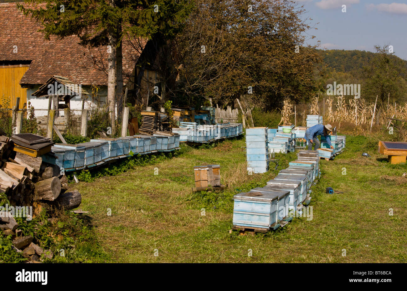 Bee-keeper among his hives in the old saxon village of Mesendorf, Transylvania, Romania Stock Photo