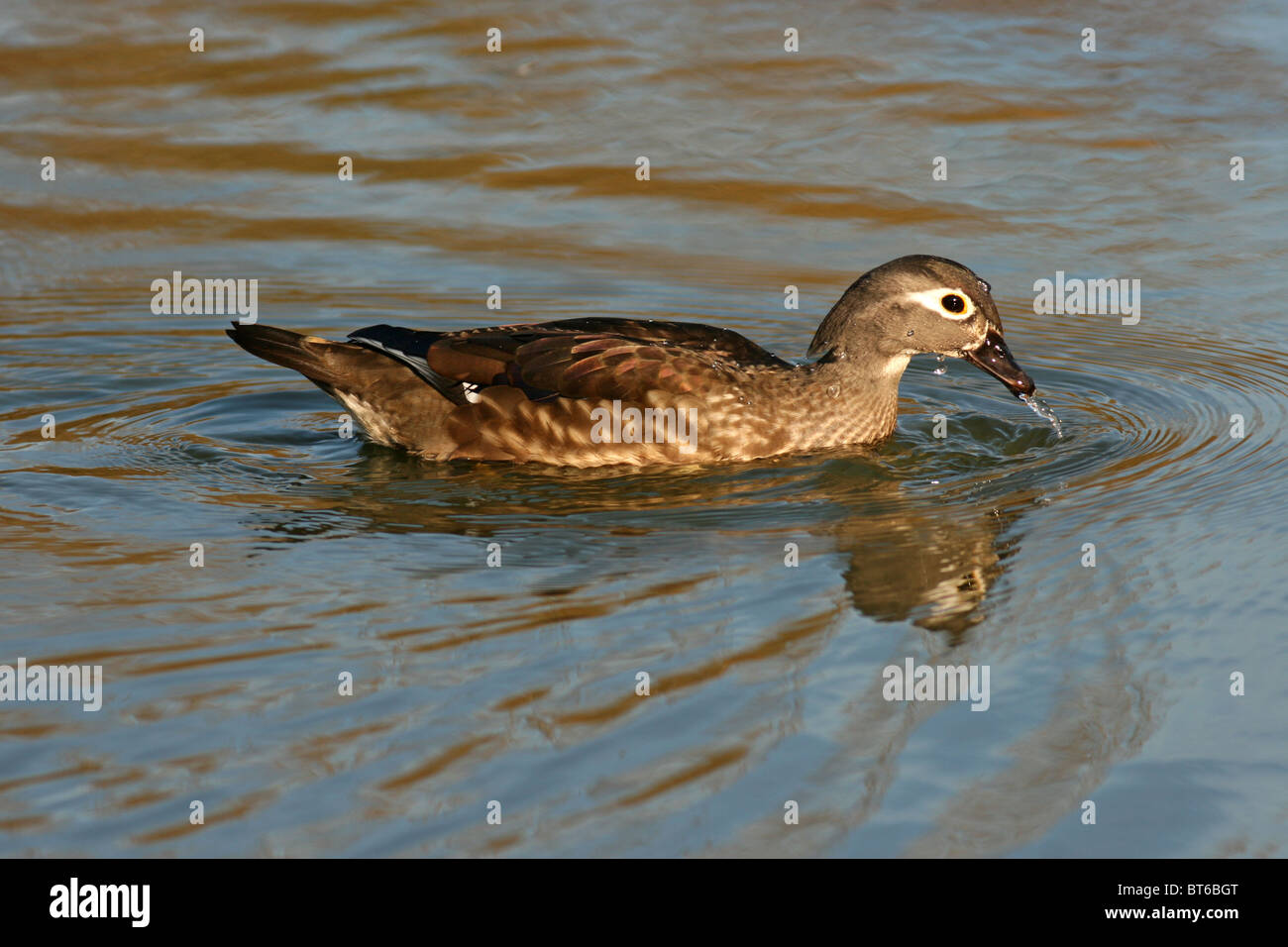 Female wood duck swimming on pond Stock Photo