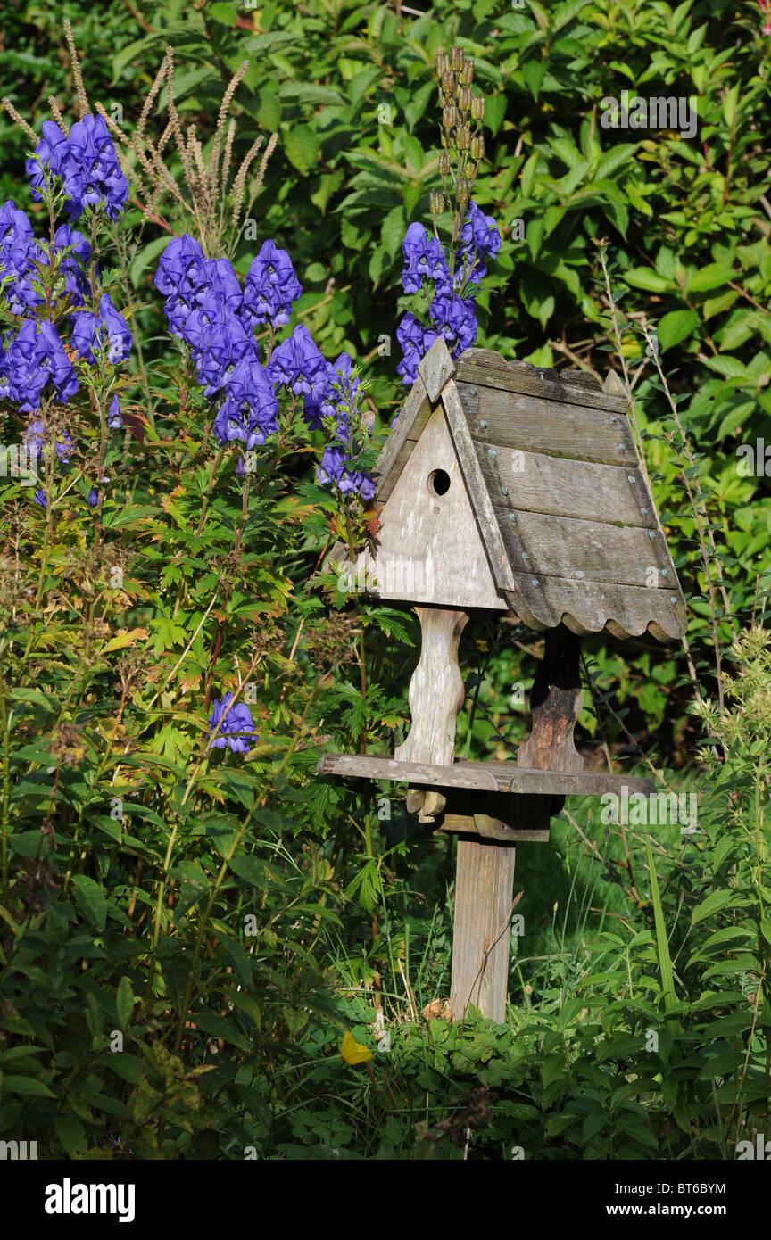 Garden delphiniums and bird table with nest box Stock Photo
