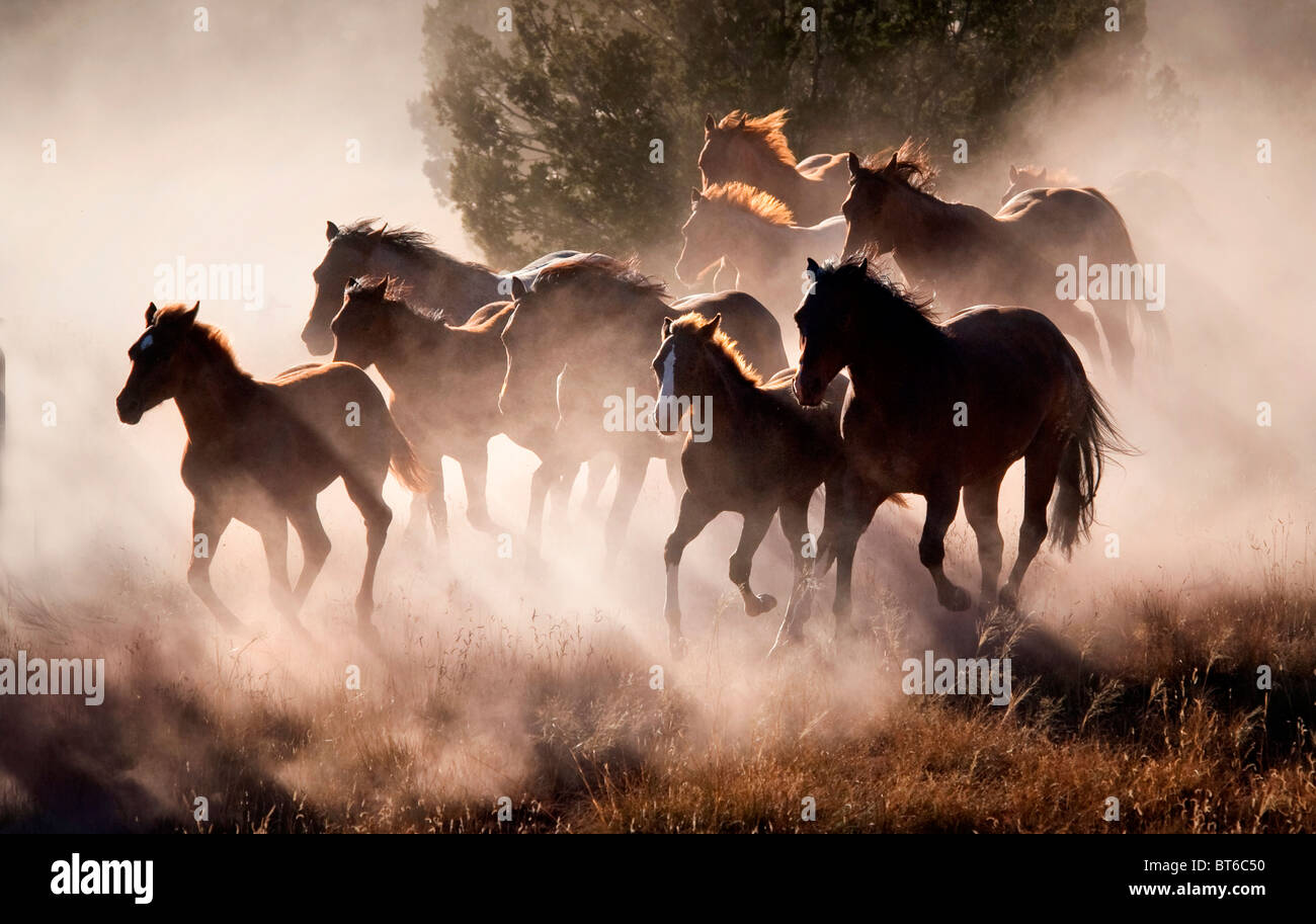 Horses Running in Dust Stock Photo Alamy
