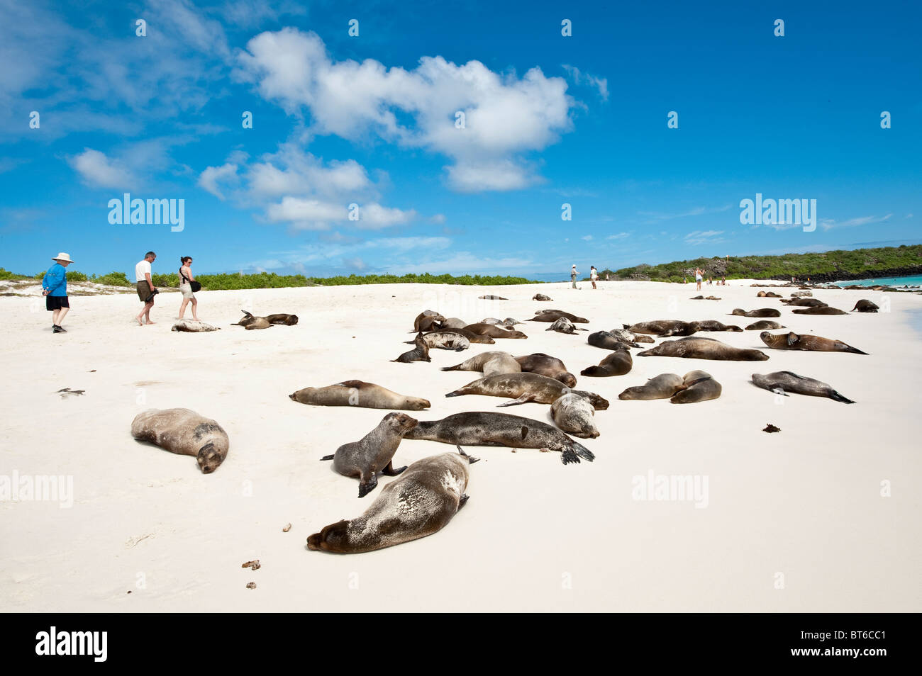 Galapagos Islands, Ecuador. Sea lion (Zalophus wollebaeki), Gardner Bay, Isla Española (Espanola Island or  Hood Island). Stock Photo