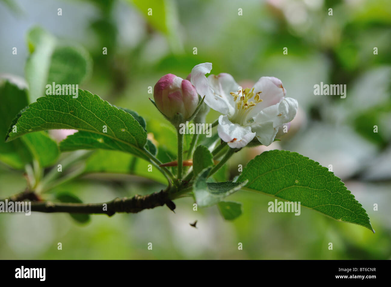 Crab apple tree European wild apple tree (Malus sylvestris) in bloom