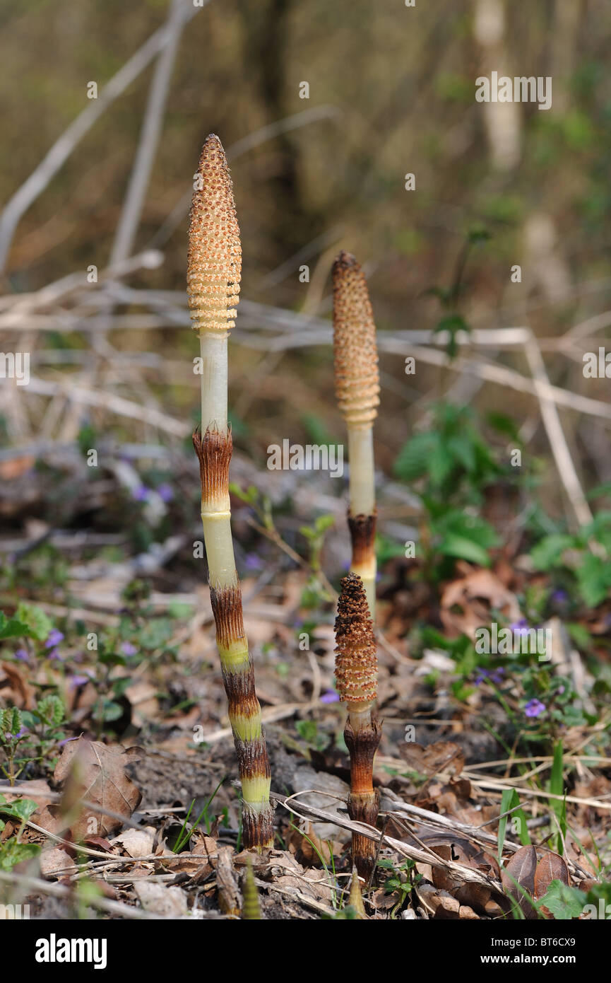 Great horsetail - Giant horsetail (Equisetum telmateia) fertile stems with apical spore-bearing strobilus - at spring Stock Photo