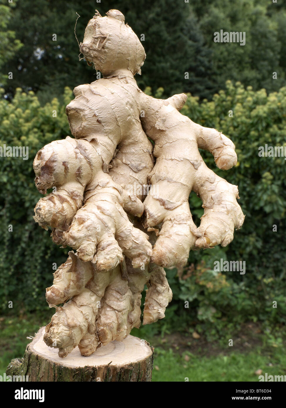 Ginger root looking like a sculpture Stock Photo