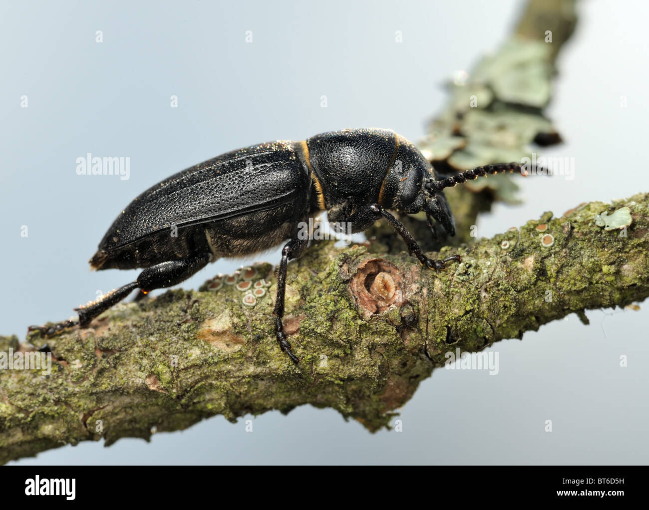 Longicorn beetle on a branch. Stock Photo