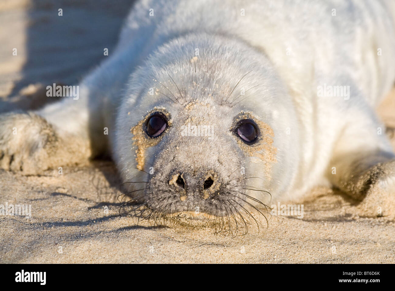 Grey Seal Pup on Beach Halichoerus grypus Stock Photo Alamy