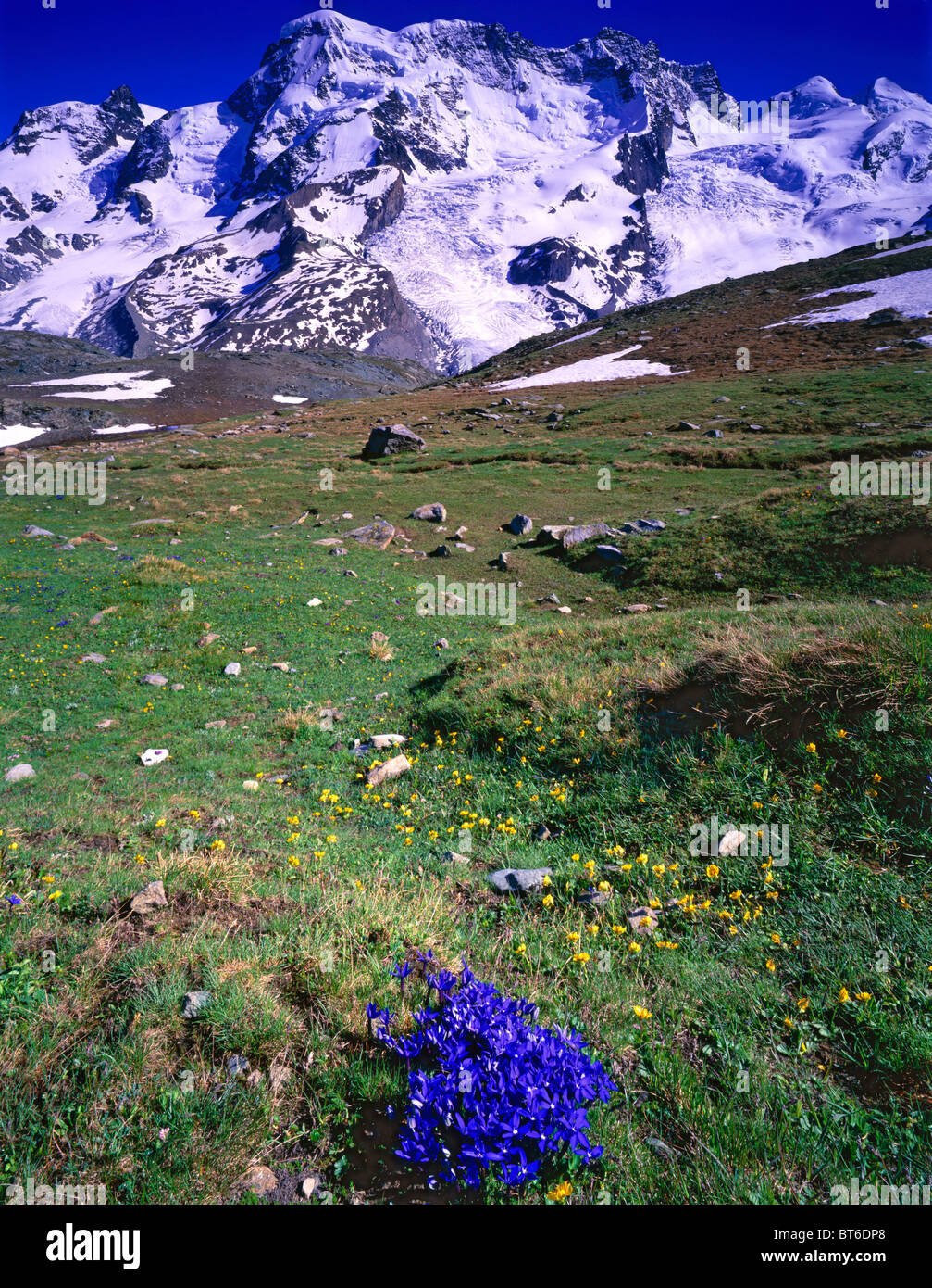 View of the Alps and Gentian Blooms from Gornergrat, near Zermatt and Matterhorn, Swiss Alps, Valais Region, Switzerland Stock Photo