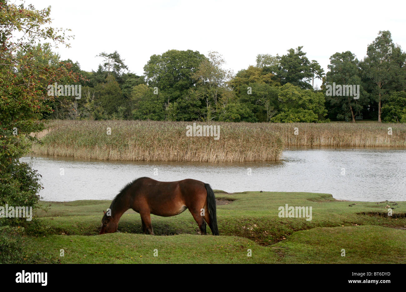 New Forest Pony near Beaulieu Hampshire England Stock Photo