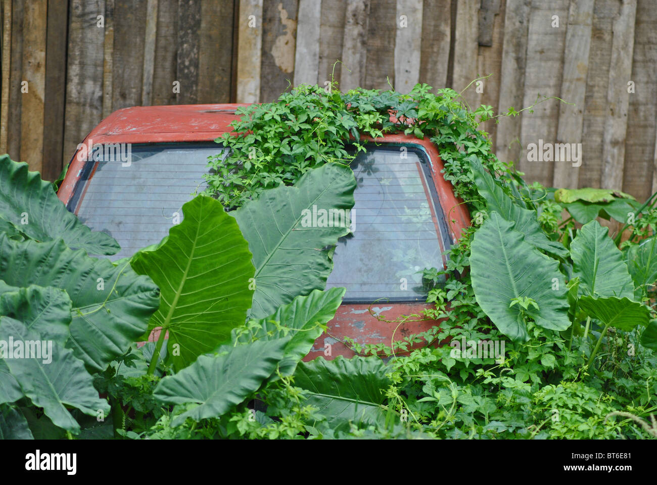 Overgrown broken-down car, Ivory Coast, West Africa Stock Photo