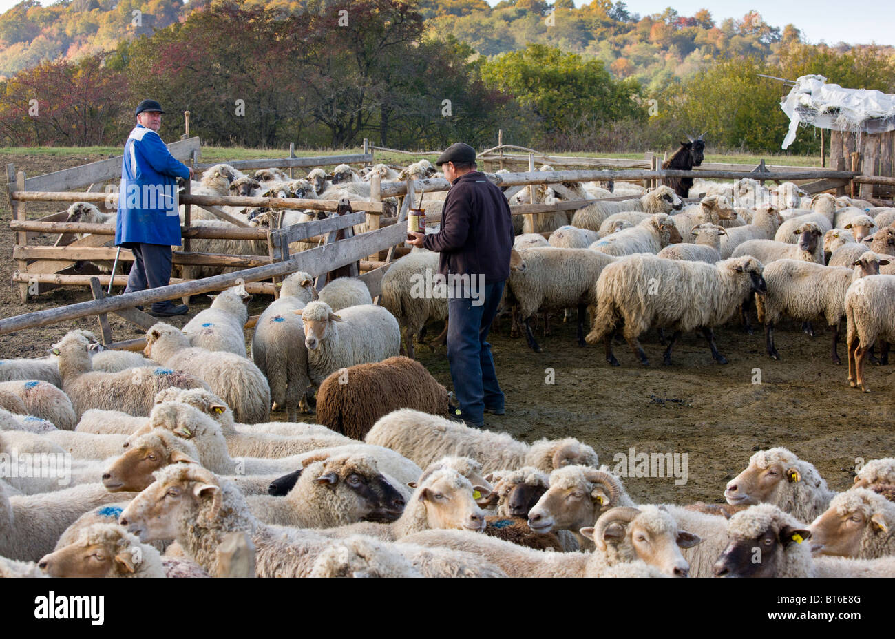 shepherds marking sheep in communal sheep flock at traditional sheep