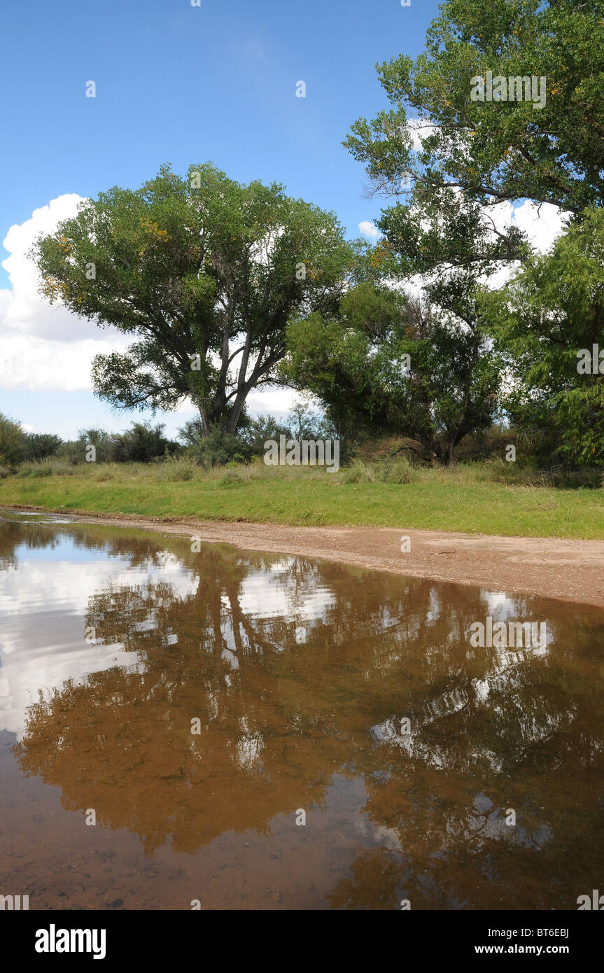 Arizona riparian hi-res stock photography and images - Alamy