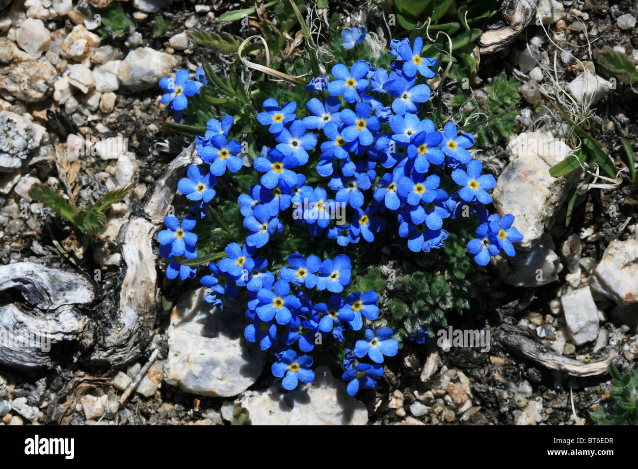 detail of small blue alpine forget-me-not flowers on a high mountain meadow Stock Photo