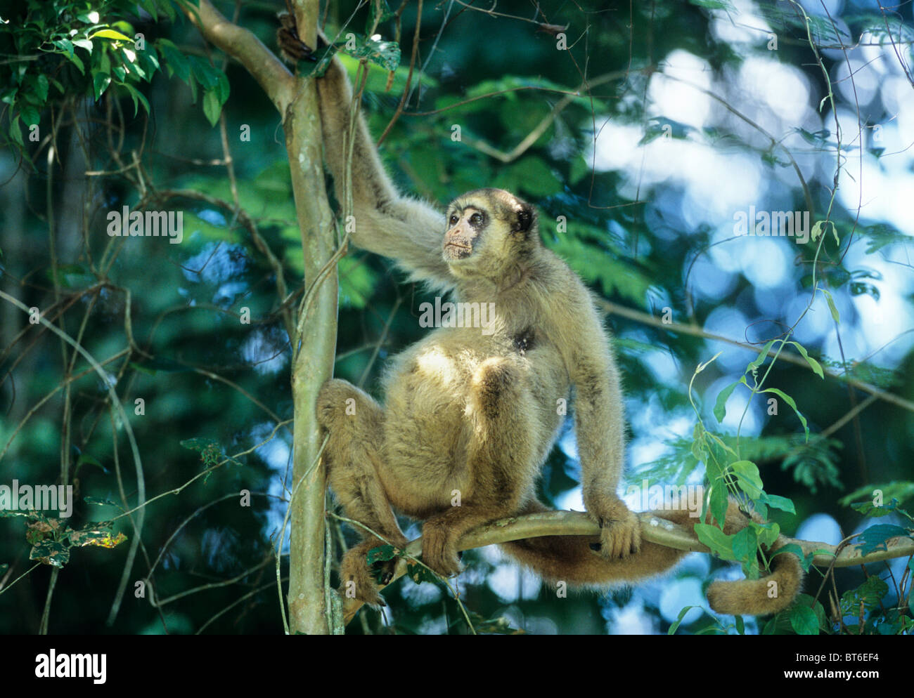 Northern Woolly Spider Monkey, (Brachyteles a. hypoxanthus), 'Muriqui', Caratinga Reserve, Minas Gerais, southeast Brazil Stock Photo