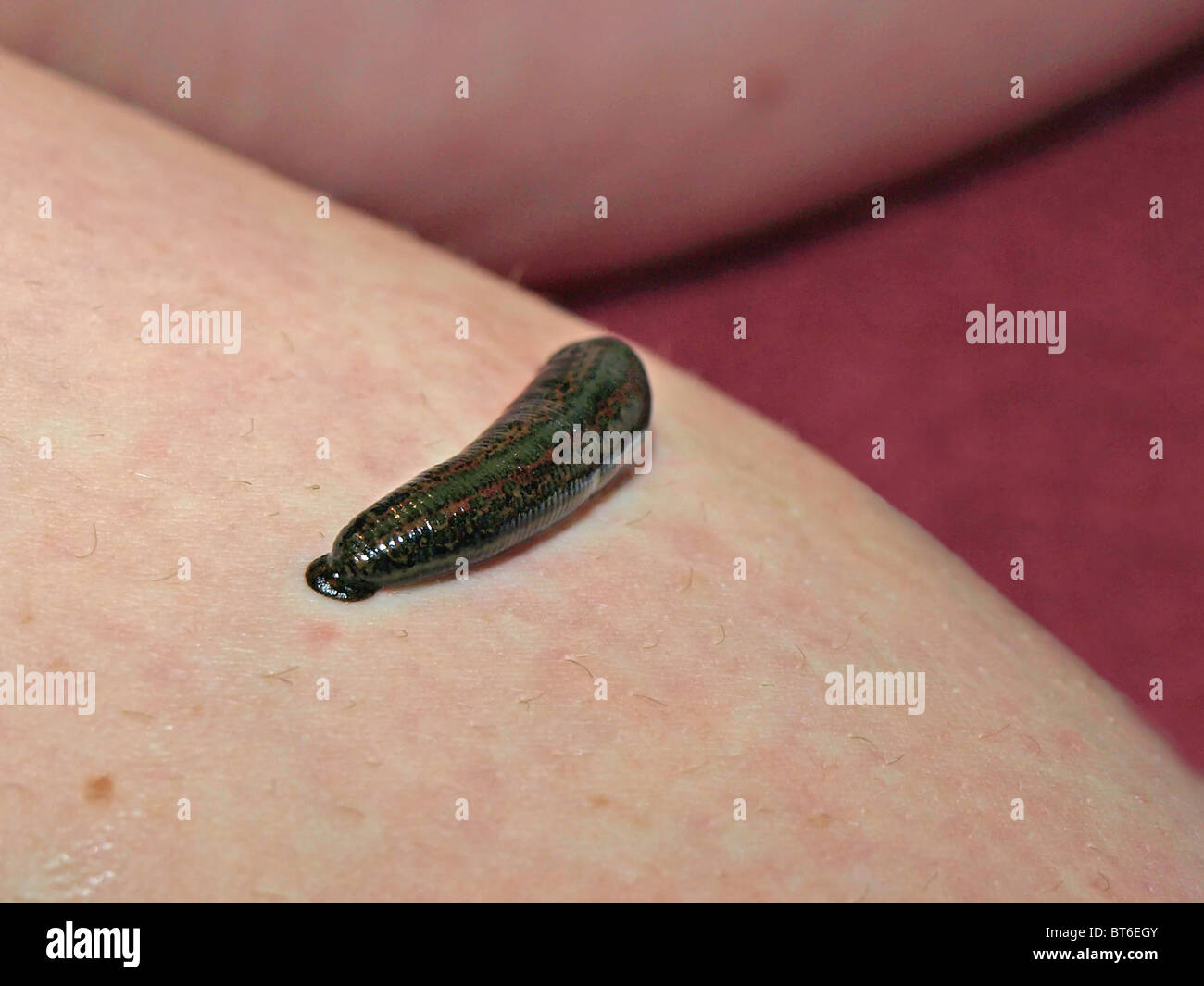 Leech blood hi-res stock photography and images - Alamy
