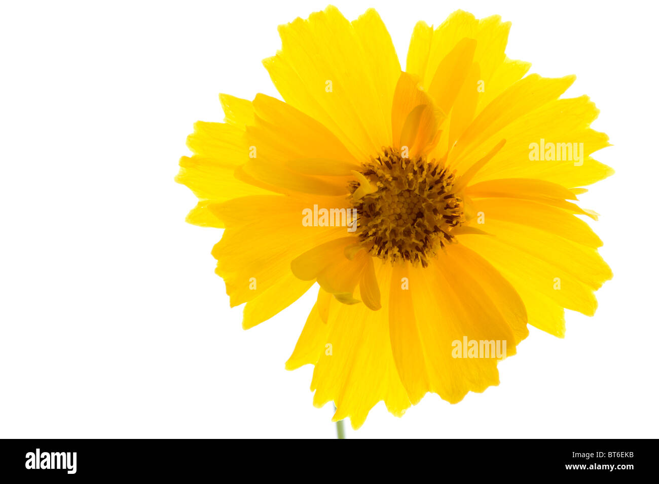 Yellow daisy Stock Photo