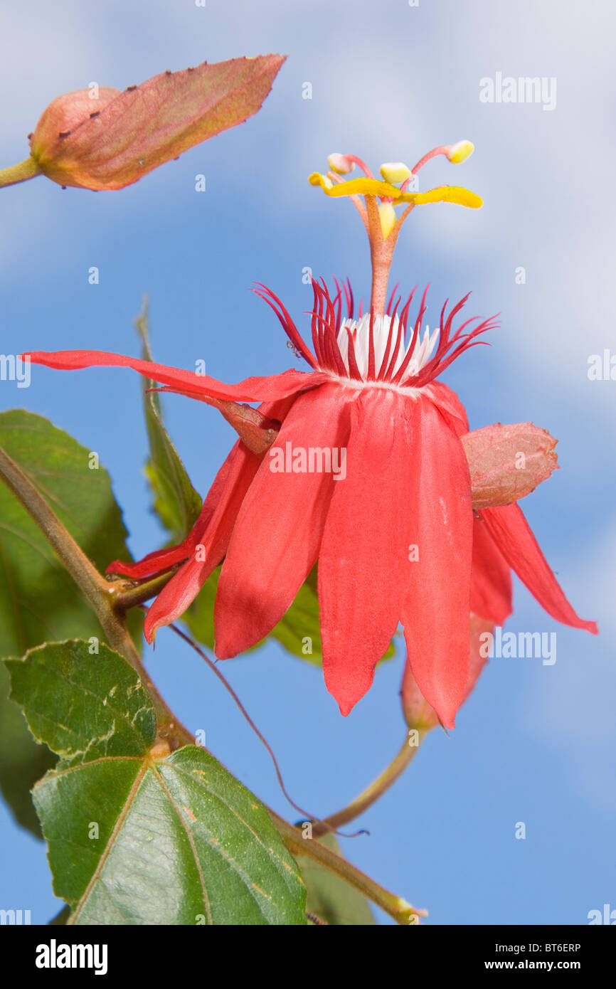 Passiflora coccinea or the red passion flower Stock Photo