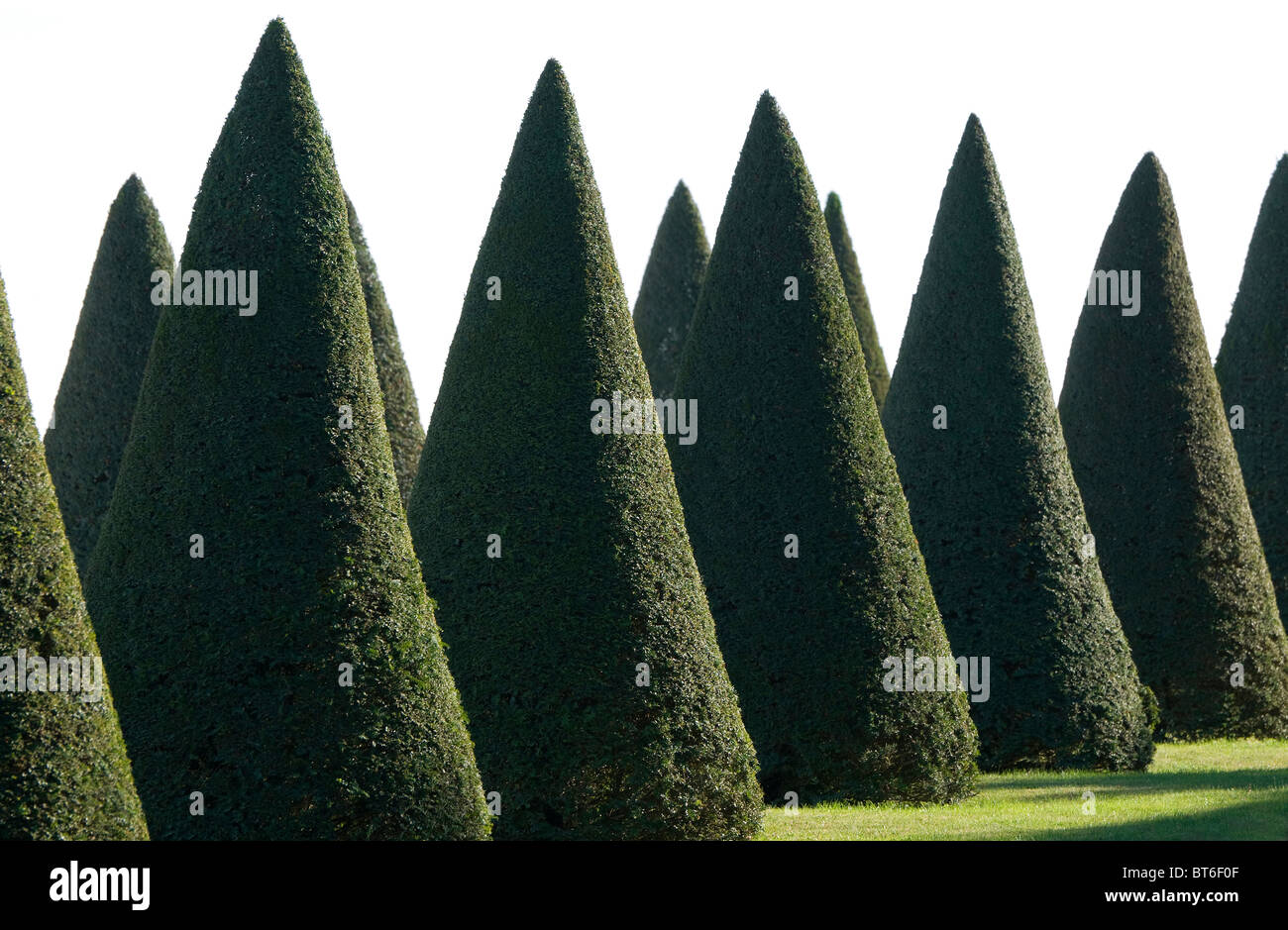 clipped conical shape yew trees Stock Photo