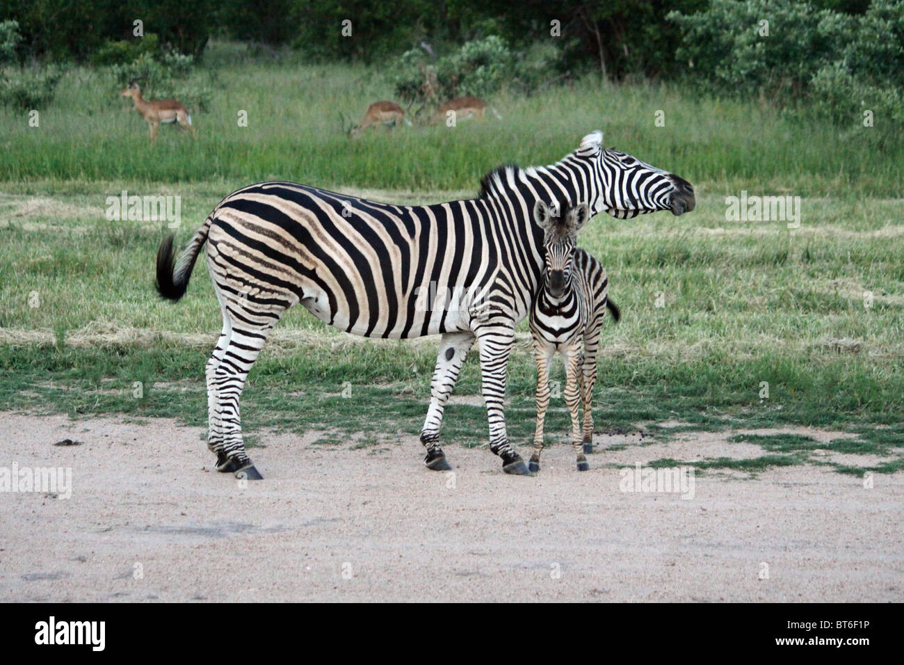 Zebra and impala hires stock photography and images Alamy