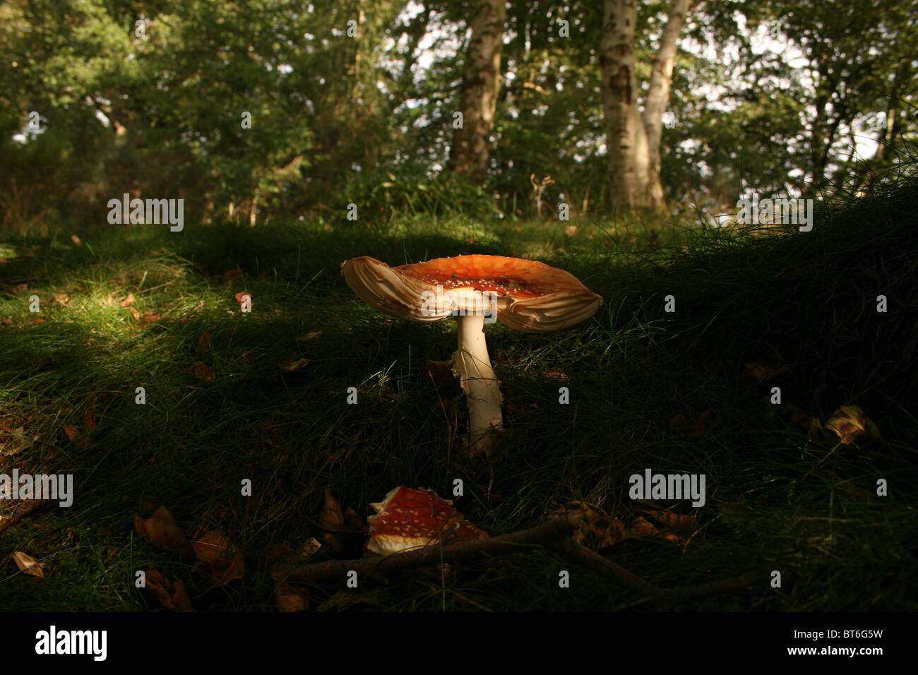 Fly Agaric Fungi Stock Photo