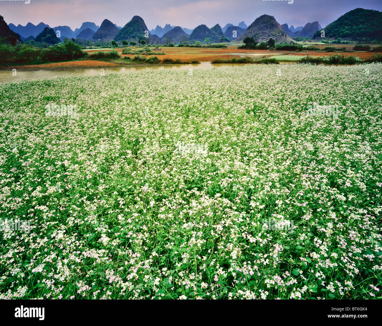 Wildflower Field, Karst Landscape near Yangshuo Guangxi, Along Li River, People's Republic of China Stock Photo