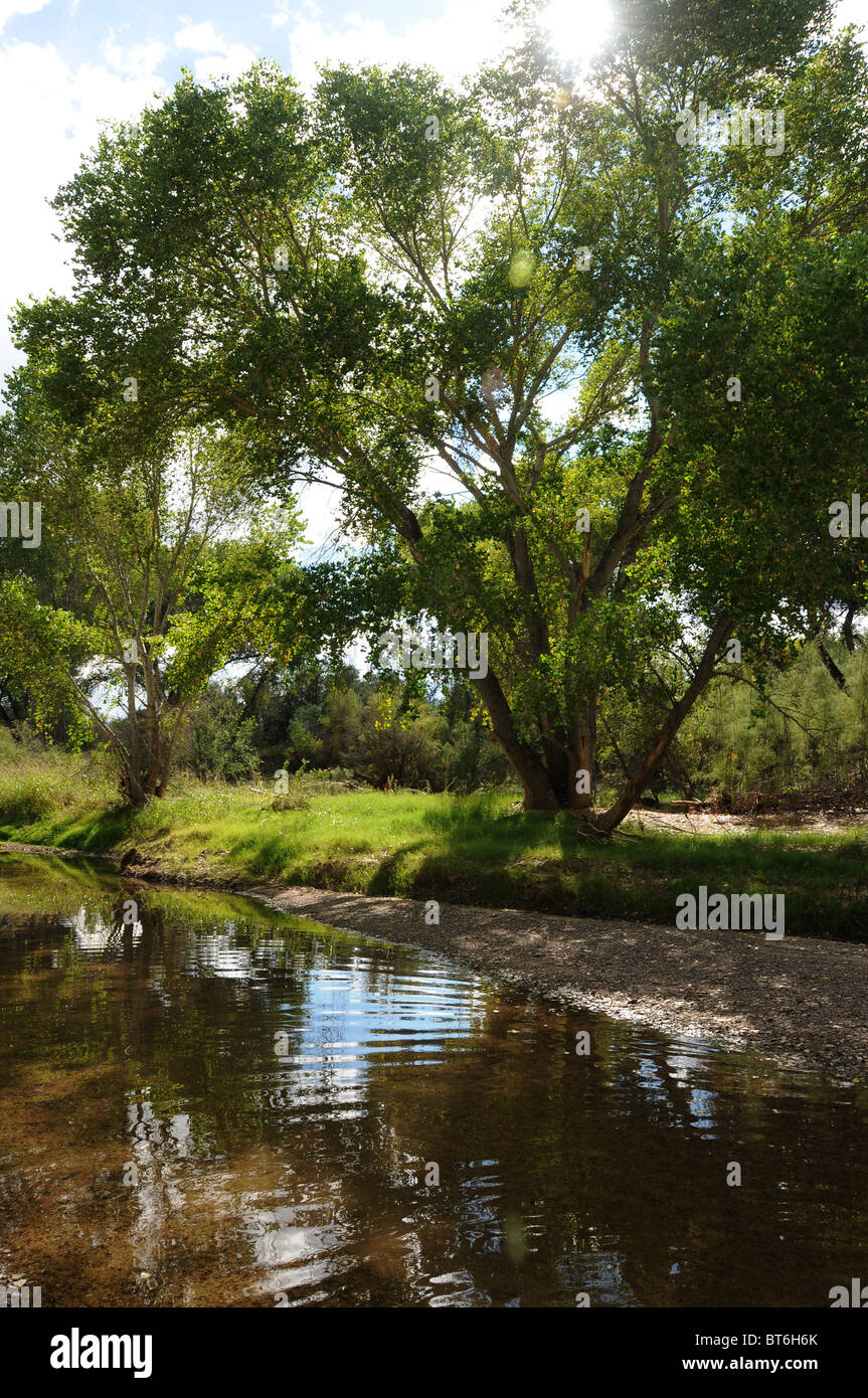 The San Pedro River flows in a riparian area near Fairbank, Arizona ...