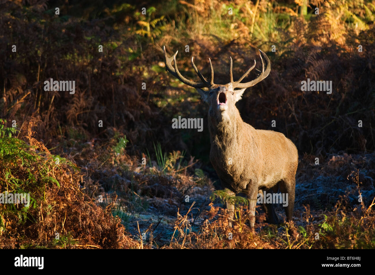 Red Deer (Cervus Elaphus) bellowing during Autumnal Rut Stock Photo