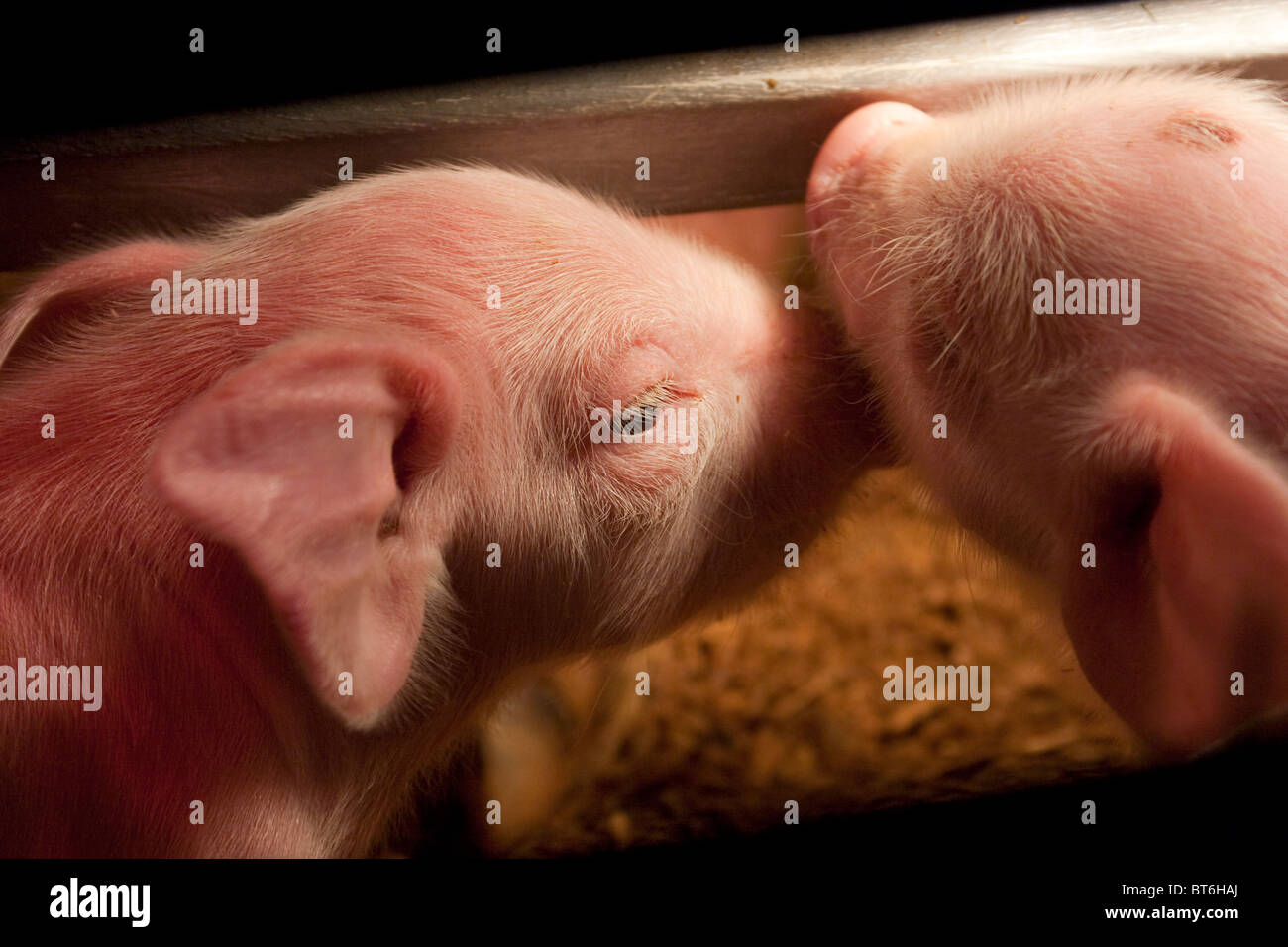 Two piglest, farm pigs Stock Photo