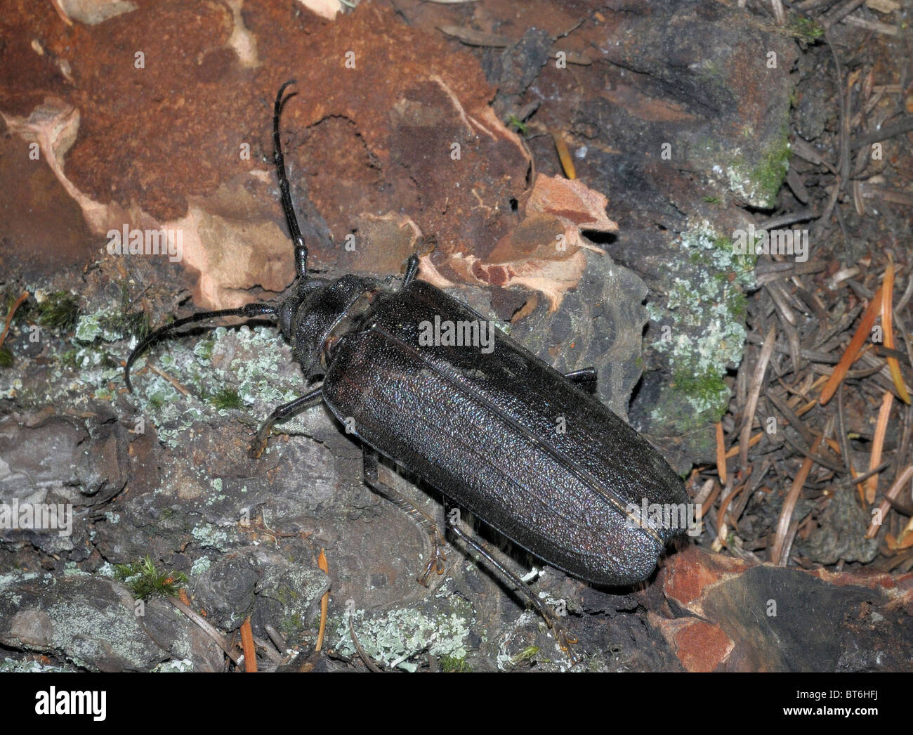 Pine Sawyer Beetle (Ergates spiculatus) Stock Photo