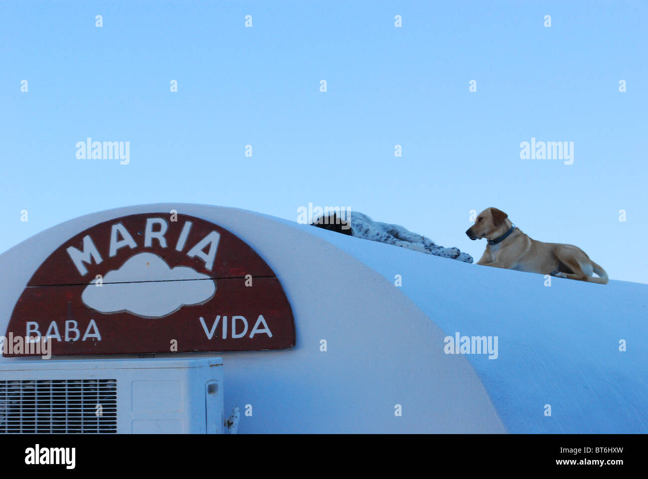 Dogs on a rooftop in Oia, Santorini, Greece. Stock Photo
