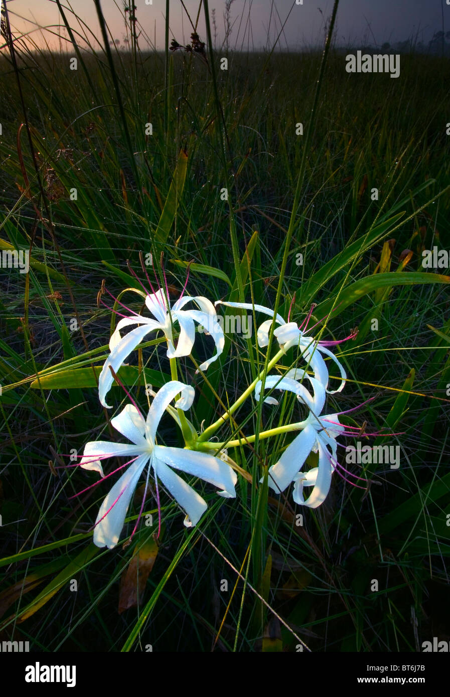 Bunch of White spider lilies Stock Photo - Alamy