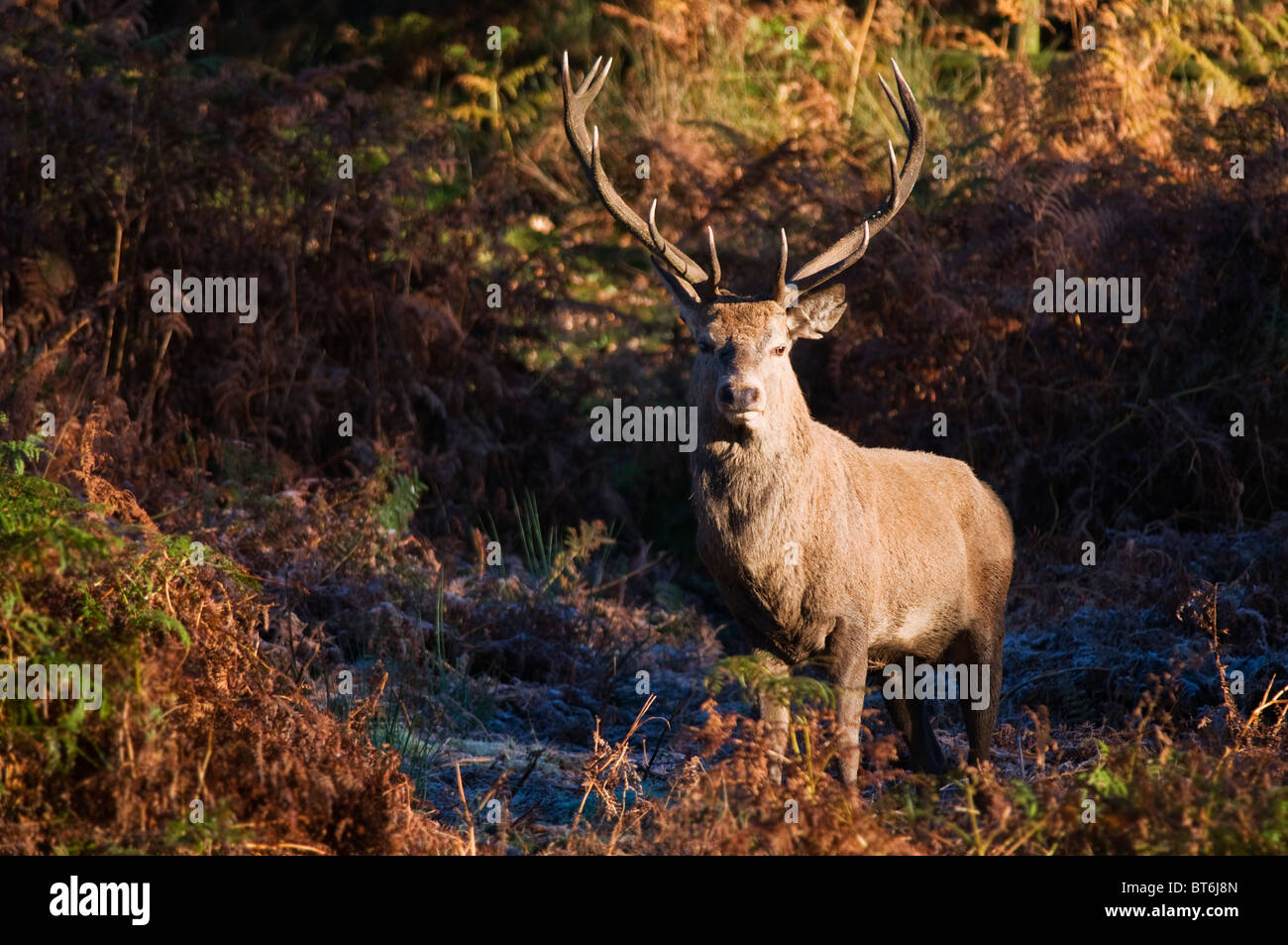 Red Deer (Cervus Elaphus) during Autumnal Rut Stock Photo
