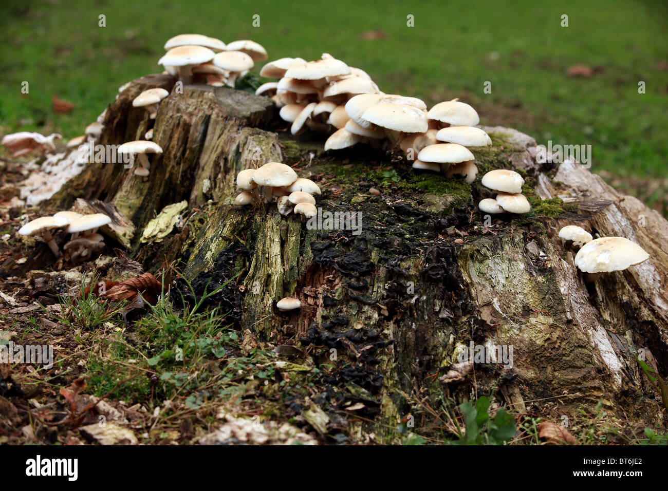 Mushrooms growing wild on a tree stump Stock Photo - Alamy