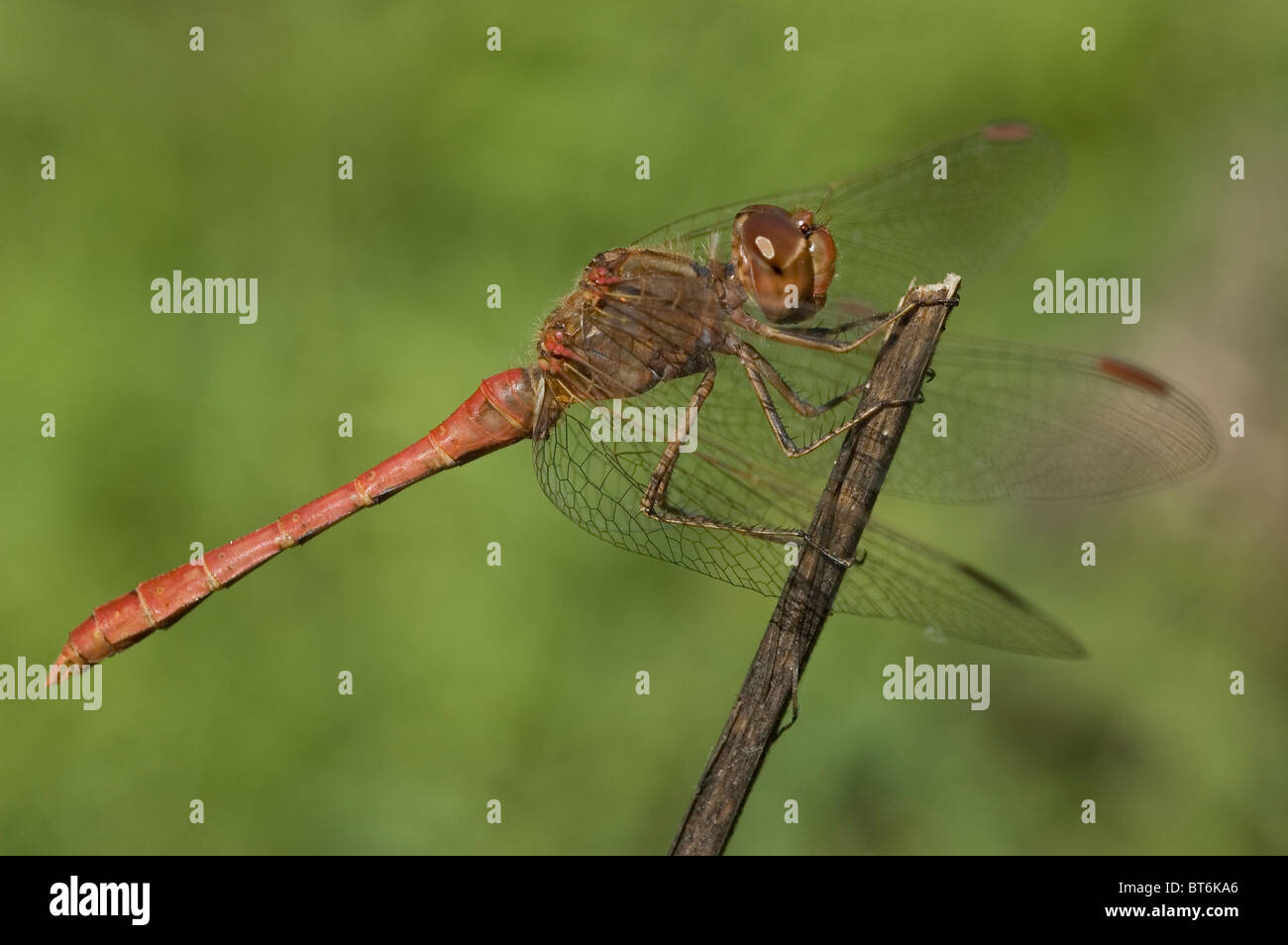 Southern Darter (Sympetrum meridionale) Stock Photo