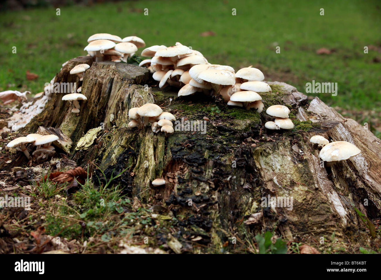 Mushrooms growing wild on a tree stump. Stock Photo