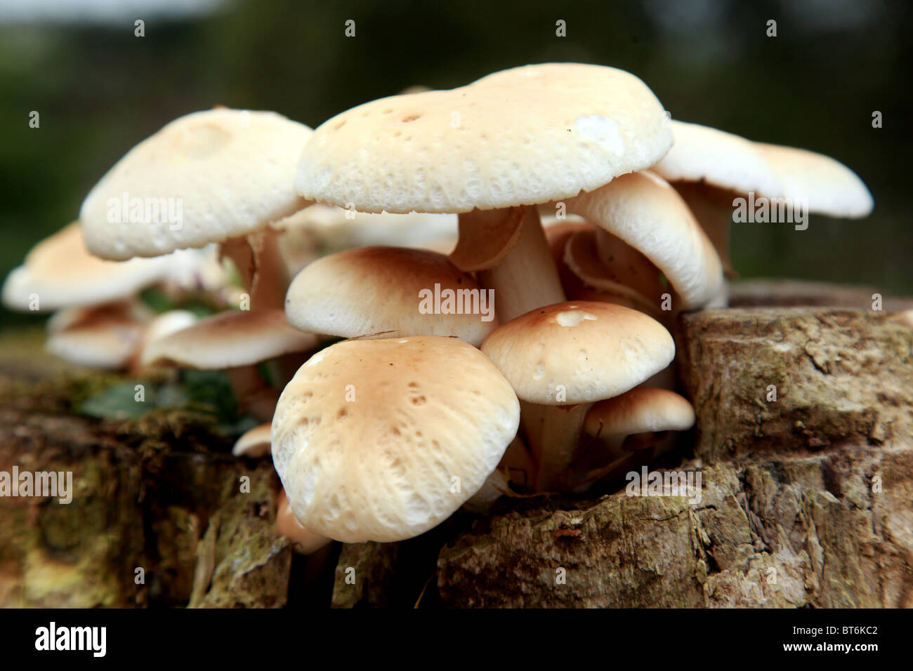 Mushrooms growing wild on a tree stump Stock Photo - Alamy